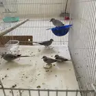 يمام ماسي منتج مع انتاجة