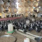 صوص فيومي بالحناكية