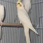 مطلوب أنثى كوكاتيل لاتينو