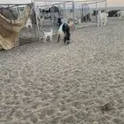 عنز معها جفره