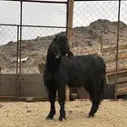 السلام عليكم ورحمه الله وبركاته اعرض لكم تيس حبشي