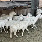 غنم حريات للبيع