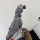 للبيع انثي كاسكو محلله بشهاده وجاهزه ومتكلمه واليفه