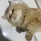 قطه للبيع