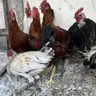 ديوك بلدي جاهزه للذبح جدة الحمدانية ( ام الحمام )