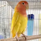 اناث روز