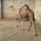 قعود سمين شحم