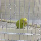 بادجي انثى بدل زيبرا   او على السوم بيع سريع