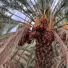 ثمرة مزرعه للبيع