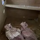 فرخين كروان البينو