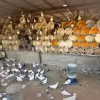 للبيع حمام نجدي