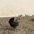 دجاج عربي شوكي اصيل