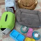 مستلزمات قطة