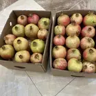 كرتونين رمان جوف ال معمر للبيع