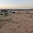 عرض تيس مخصي عماره 5شهور فل شحم وعلف نضيف