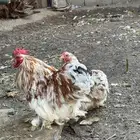 جوز كوشن بوران اصفر