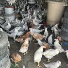صوص دجاج فيومي و المنيوم