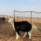 خروف مشروع فحل