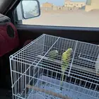 طيور بادجي جوز جاهزة