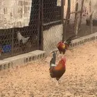 للبيع ديك بلدي