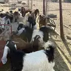 ذبايح تيوش وجفار