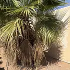 نخل واشنطني