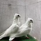 حمام زينه