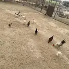 دجاج للبيع