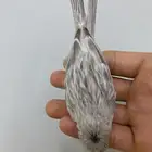 للبيع دكر كناري