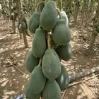 ثمار بابيا - عنبروت -العنب مانجو