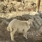 فران عيد