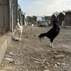 دجاج باكستاني