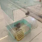 4 طيور زيبرا البيع مستعجل