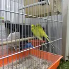 طيور باجه