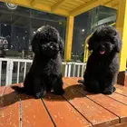 للبيع توي بودل Pure toy poodle for sale