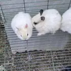 ارانب قزميه