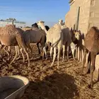 قعدان للبيع