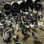 للبيع حمام بلدي
