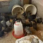 البيع صيصان دجاج