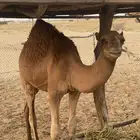 حاشي