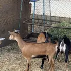 جفار زايد فحلها