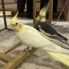 زوج كروان تم البيع