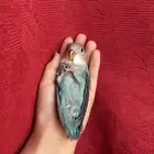 طير روز اليف هدد نشبهه مناسب لل