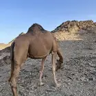 ناقه حمرا دهماء
