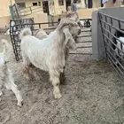 تيوس عوارض صفر