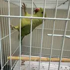دره هندي أنثى