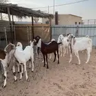 معزاء هولنديات