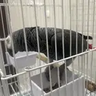 للبيع بغبغاء رمادي افريقي