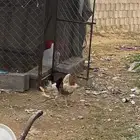 سلام عليكم اعرض لكم دجاج 2 الوان زاهيه اقدر ابدل بي ارنب