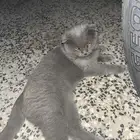 قطو سكوتش ذكر العمر سنه